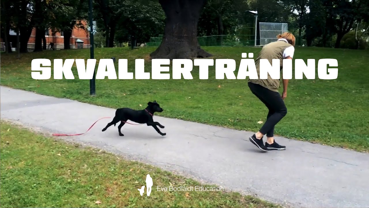 Föreläsning, Skvallerträning - Lär din hund att skvallra