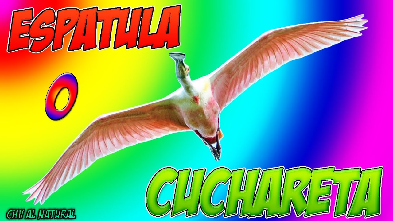 Ave Zancuda Espatula