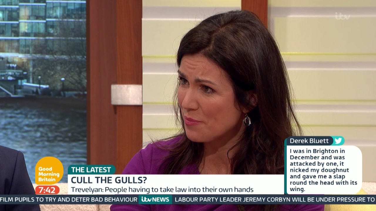 Seagull Attacks Becoming Major Problem | Good Morning Britain