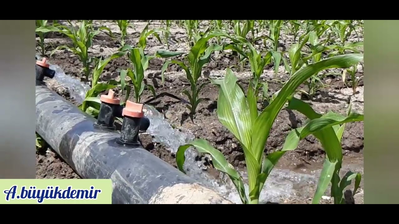 ÇUKUROVADA PİONEER P 2088 ŞARLAMA SİSTEMİ İLE MISIR SULAMA #steyr #8073 #traktor