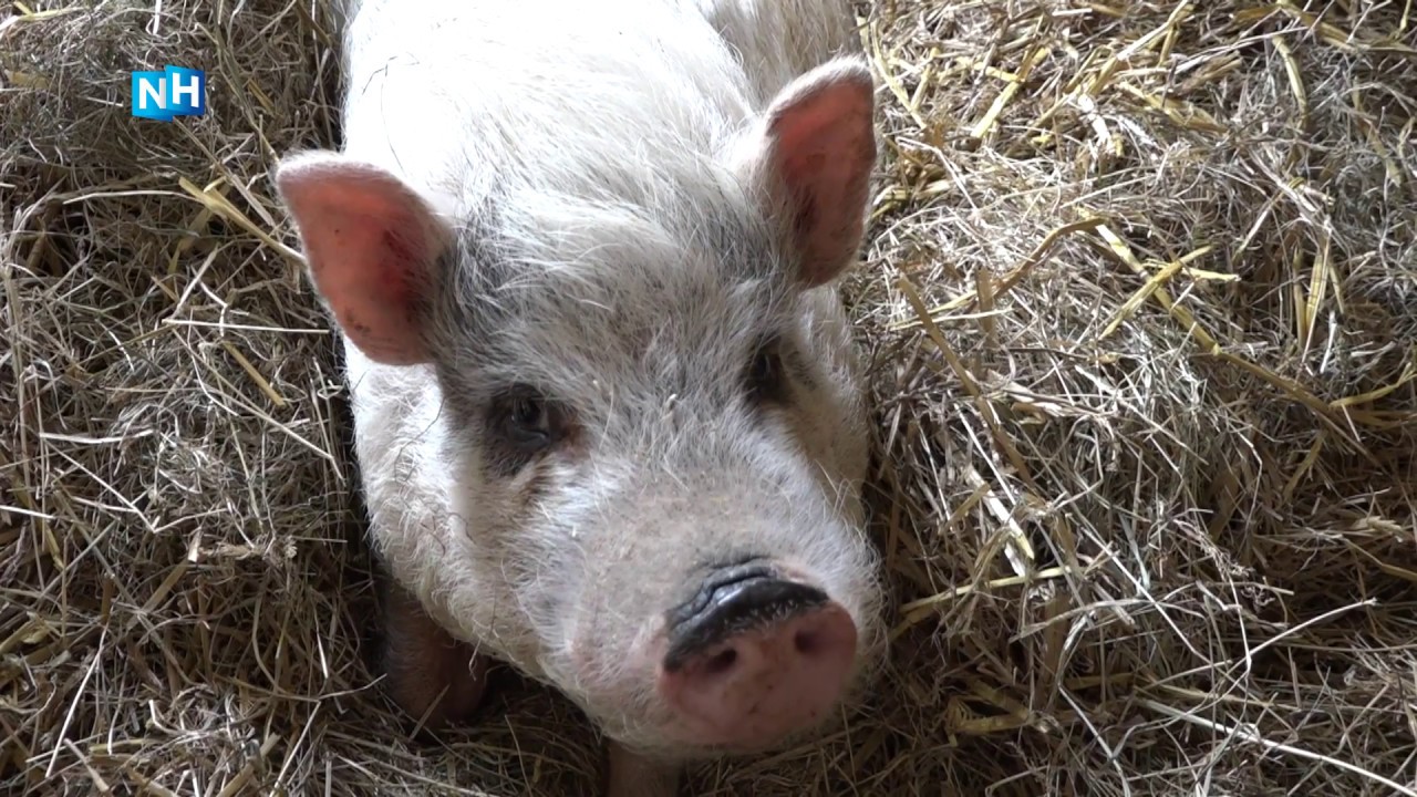 Voor derde keer in korte tijd dieren gestolen bij kinderboerderij