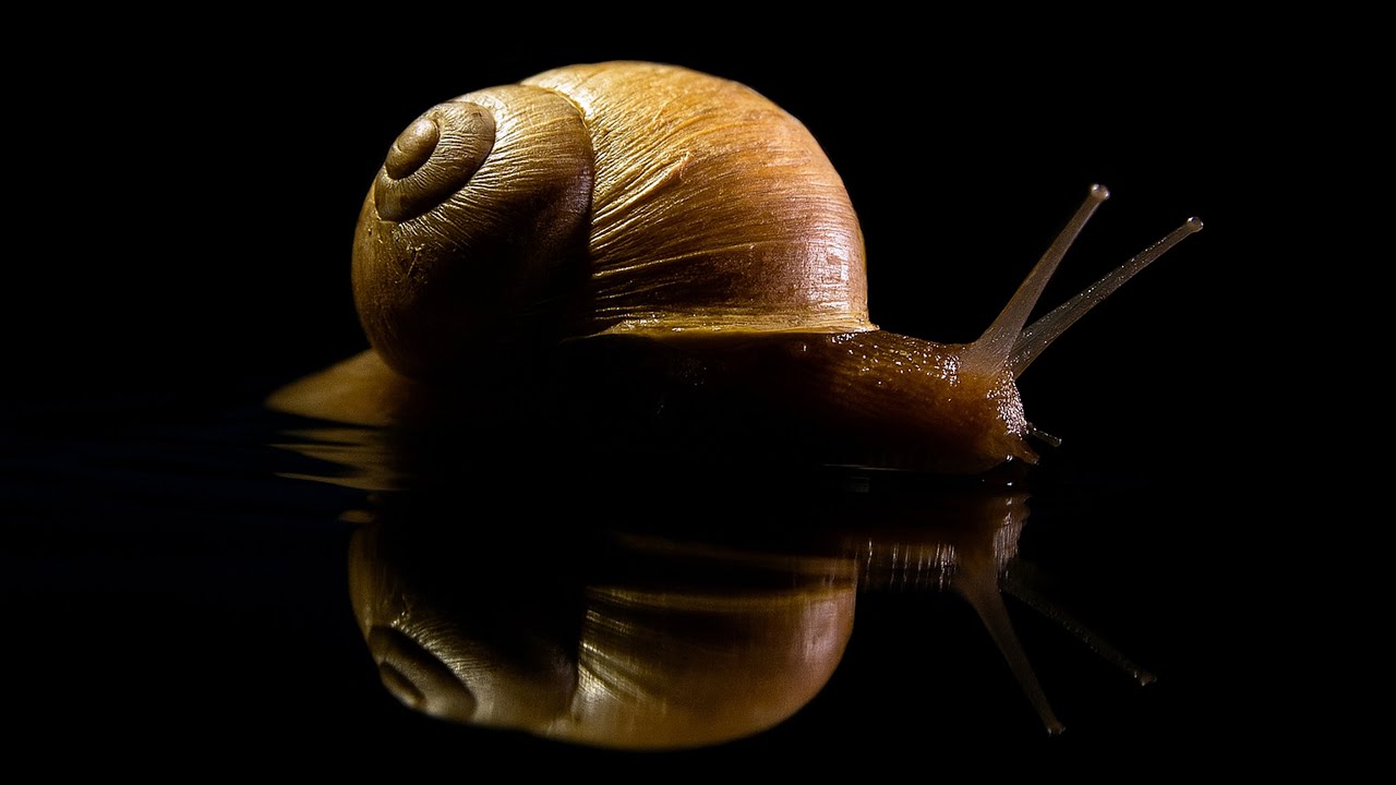 Snail Strategy 🎶 Sonus Vitae