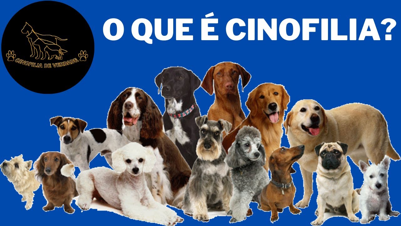 O que &eacute; cinofilia? - Canal Cinofilia de Verdade
