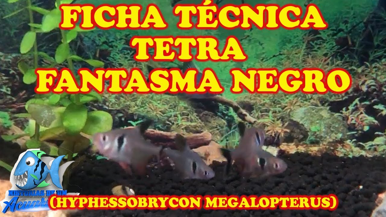 TETRA FANTASMA NEGRO (HYPHESSOBRYCON MEGALOPTERUS)