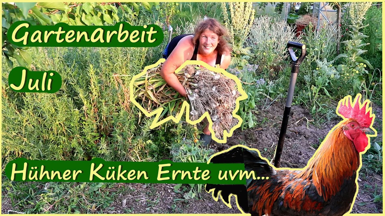 Gartenarbeit Juli / Hühner / Küken / Ernte / Permakultur