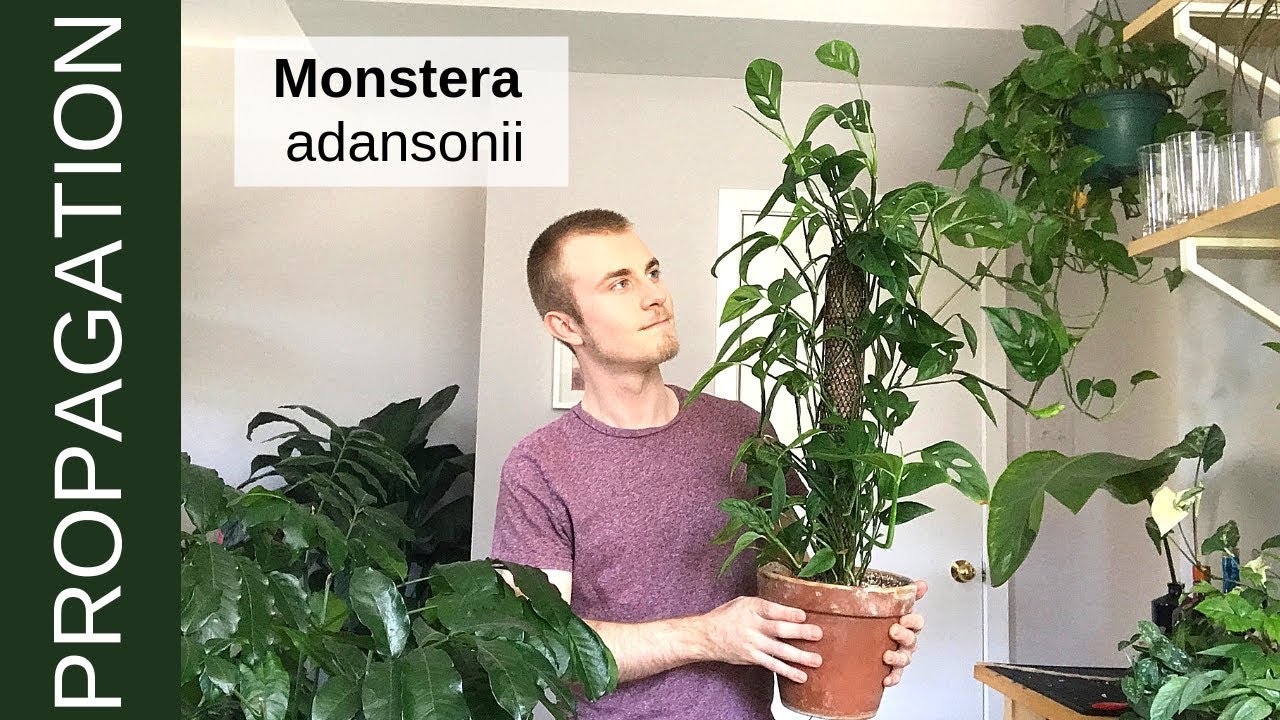 Как размножить Monstera adansonii (швейцарскую сырную лиану)
