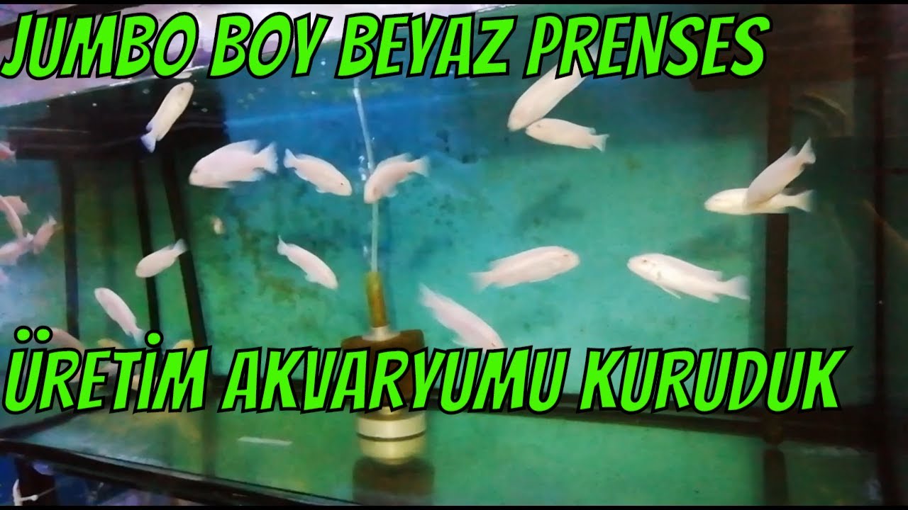 белая принцесса, желтая цихлида FISH AQUARIUM КАК ДОЛЖНЫ БЫТЬ (цихлида в домашних условиях