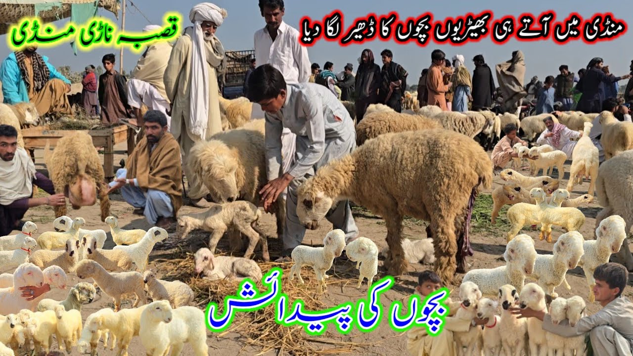 قصبہ ناڑی فارم منڈی میں مندرے بچوں کی پیدائش لائف ویڈیو ? special kakka billa mundra mandi #narimand