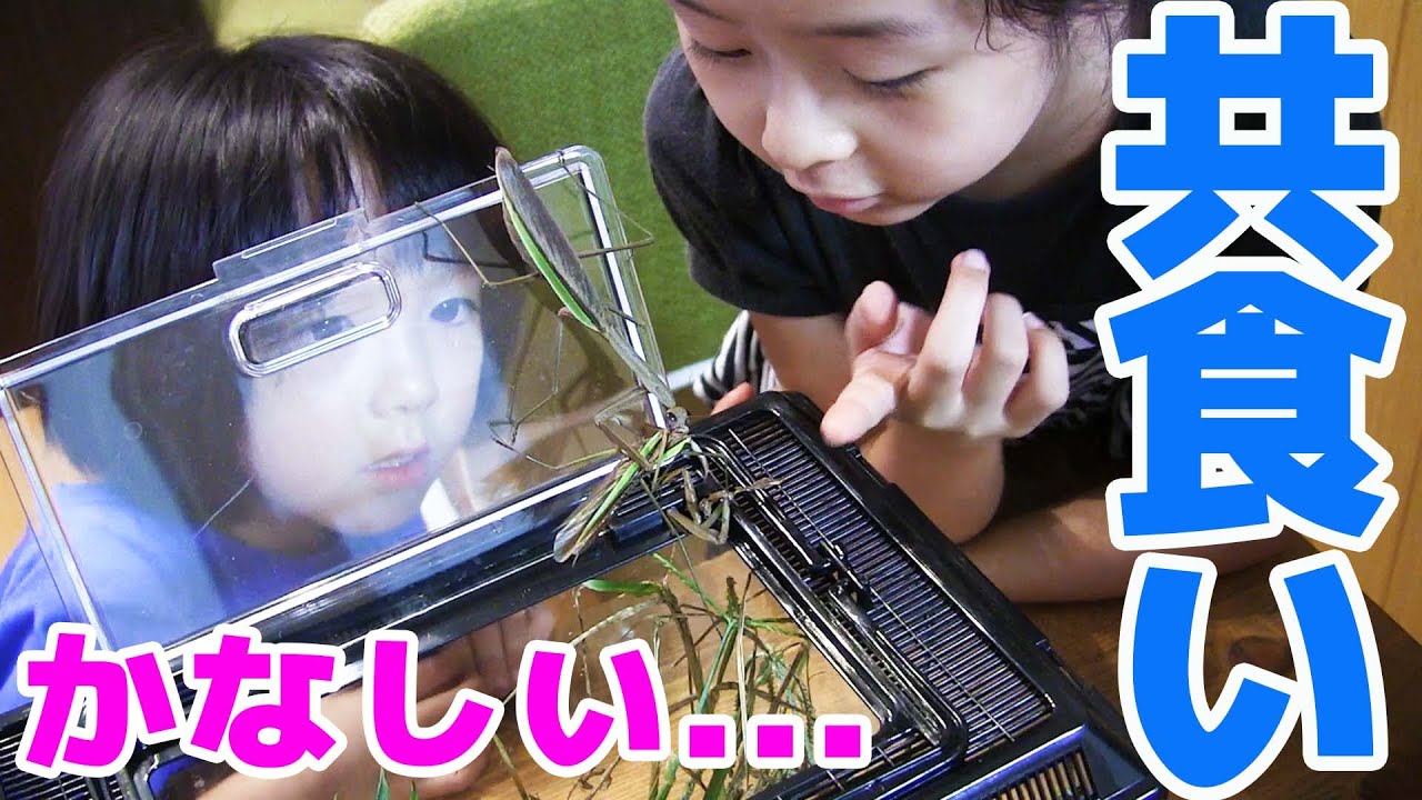 カマキリが共食い！そんなつもりでは無かった･･･。親子で昆虫観察 トンボの捕まえかた