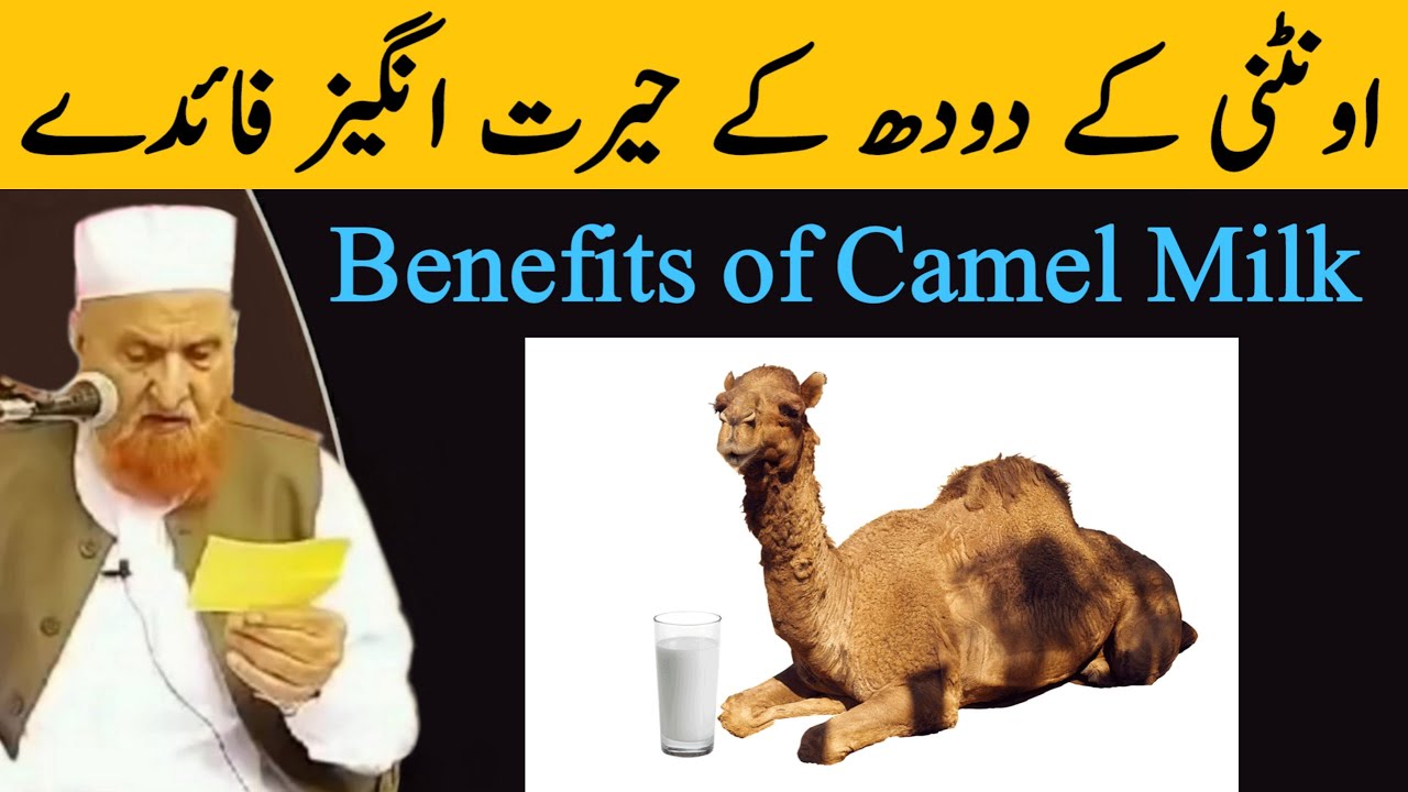 Benefits Of Camel Milk | Uthni Ke Doodh Pine Ke Faede | Maulana Makki Al Hijazi | Islamic Group