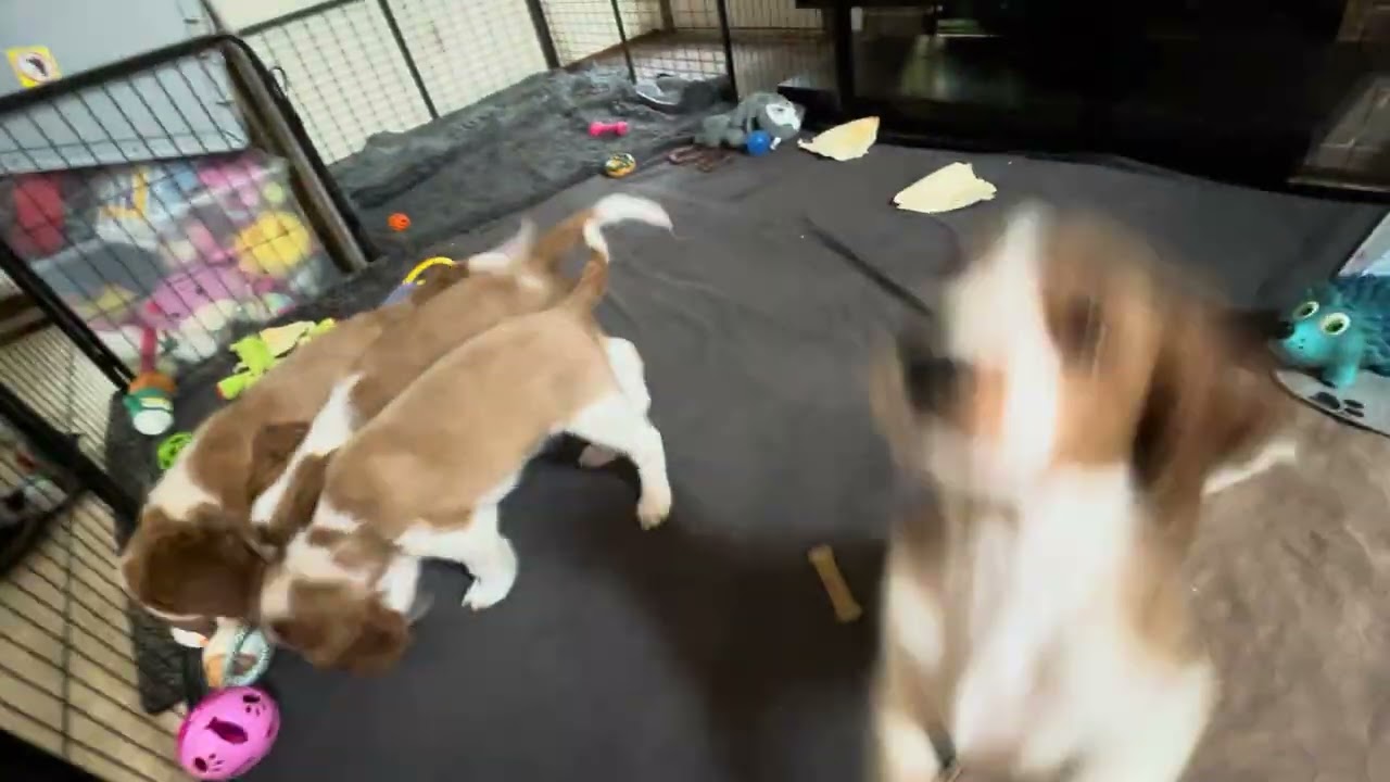 Ruff n tumble #puppyvideos #dogvideos #funnyvideos #puppiesplaying #cutepuppies #funtime 