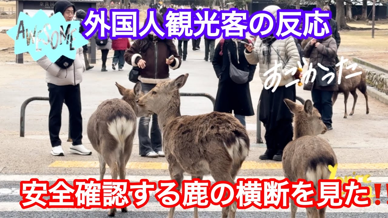 安全確認する鹿さんの横断を見た‼️外国人観光客の反応