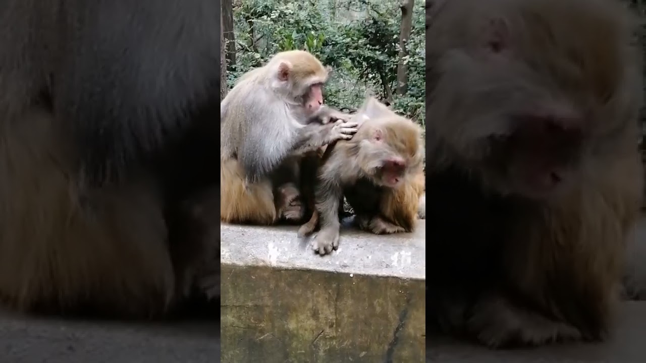 Try Not To Laugh 😂  Monkey Shorts 🤦🤣 2