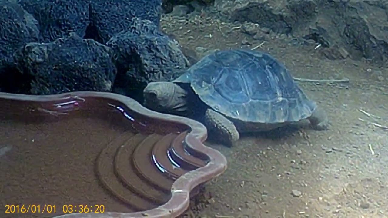 Tortoises' 1st Birthday at the Philadelphia Zoo Reptile Room