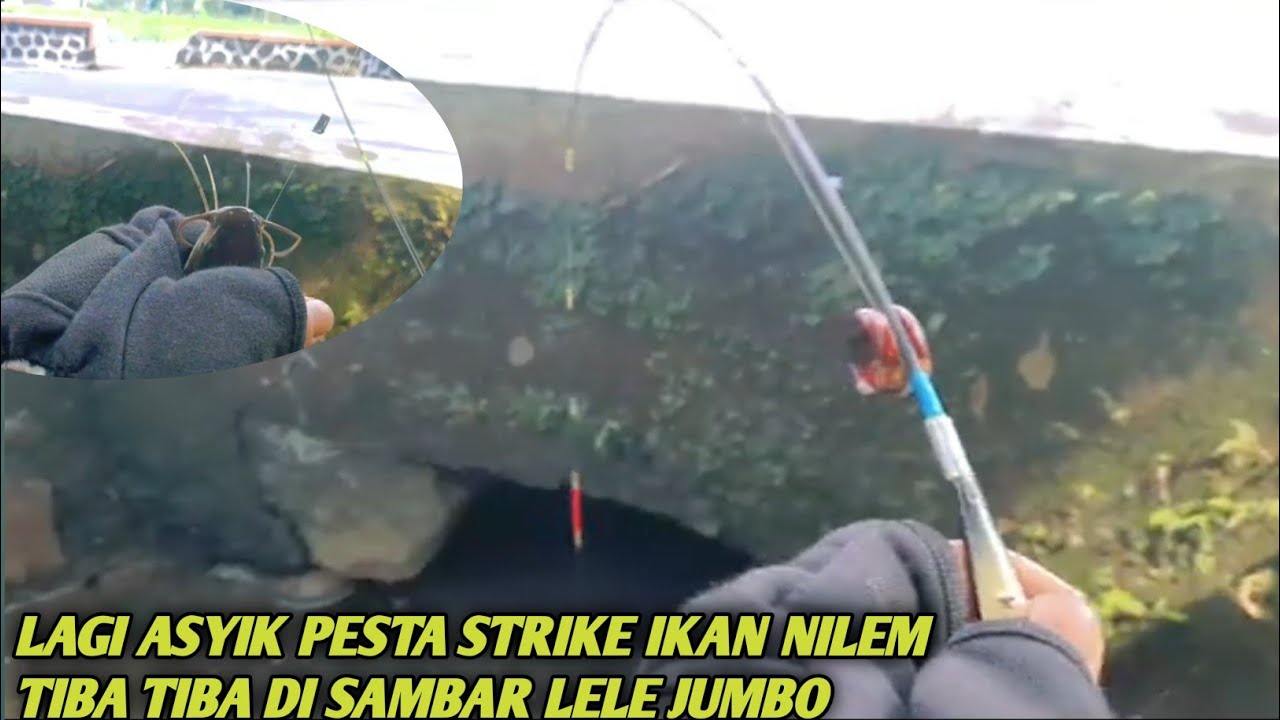Lagi asyik pesta strike ikan nilem tiba tiba kedatangan tamu spesial lele jumbo 
