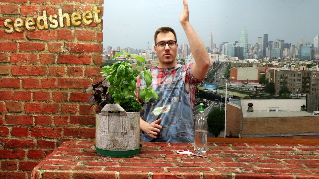 How To Harvest Basil So It Keeps Growing BIG!