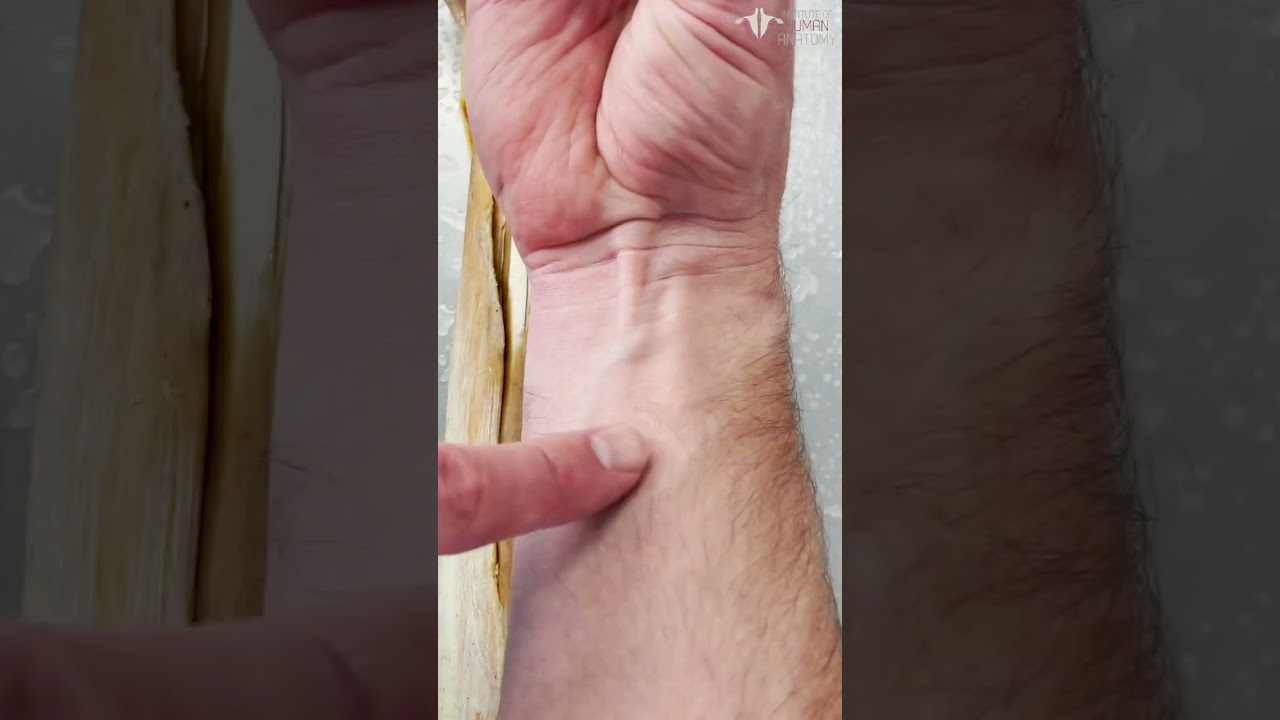 Are You Missing a Forearm Muscle? How to Test For It&hellip;