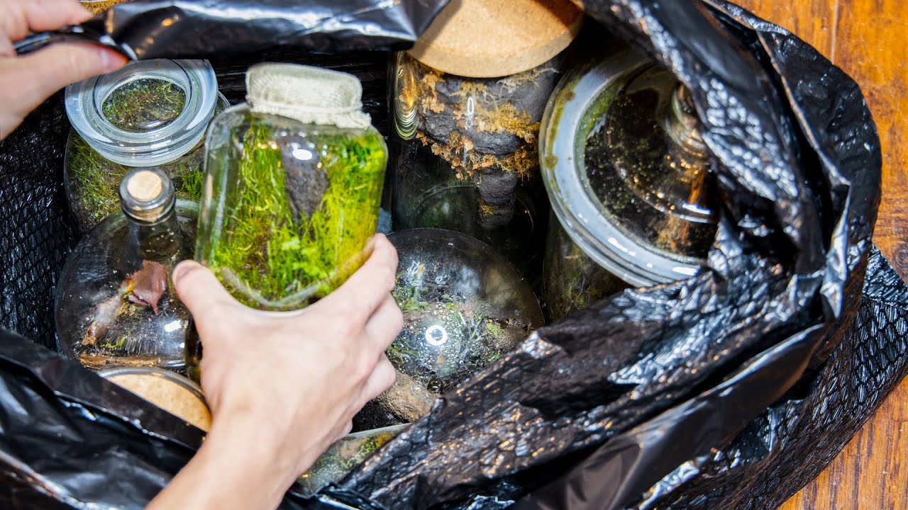 I Got Rid of my Terrariums
