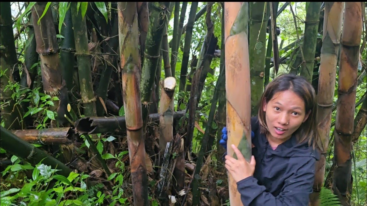 Bamboo shoot 