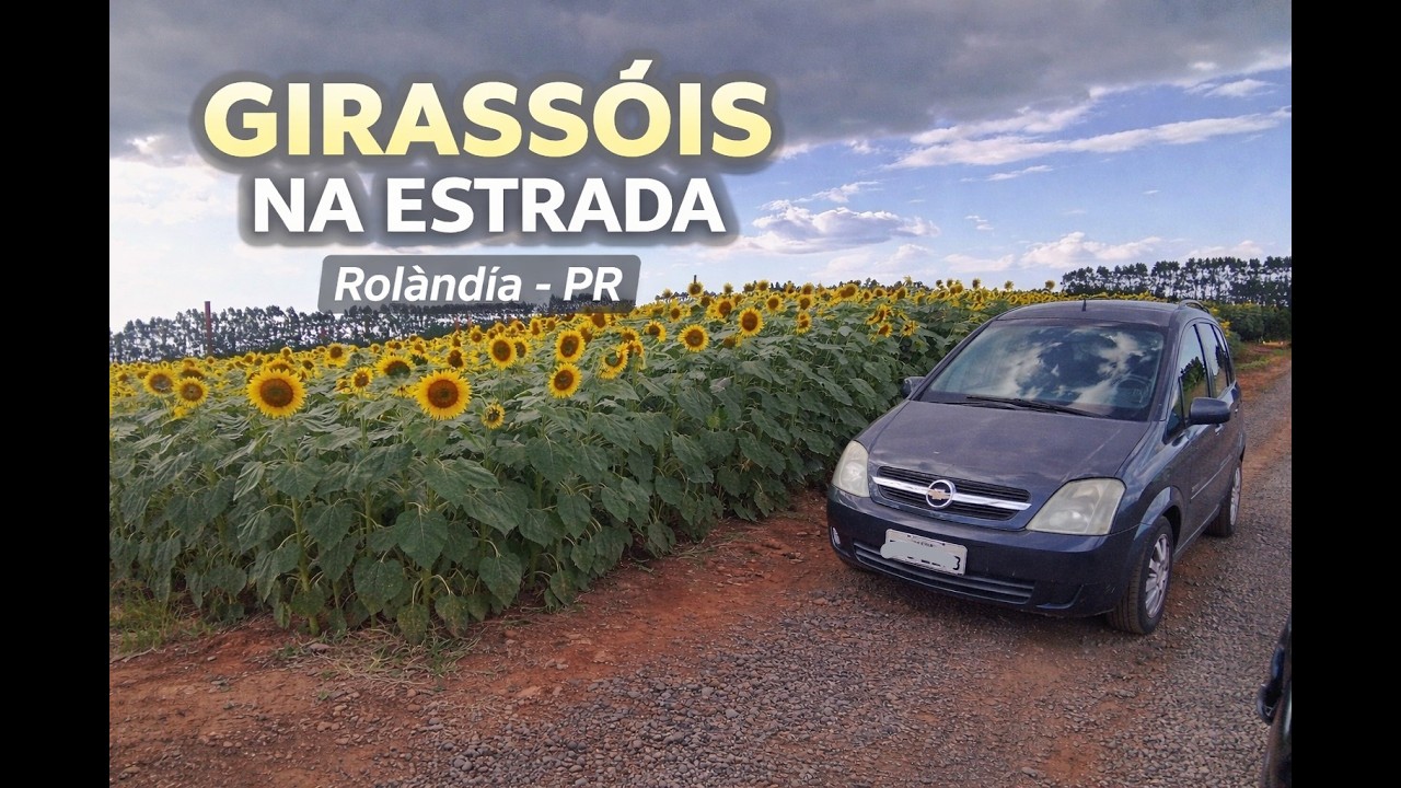 Girassóis de Rolândia Pr