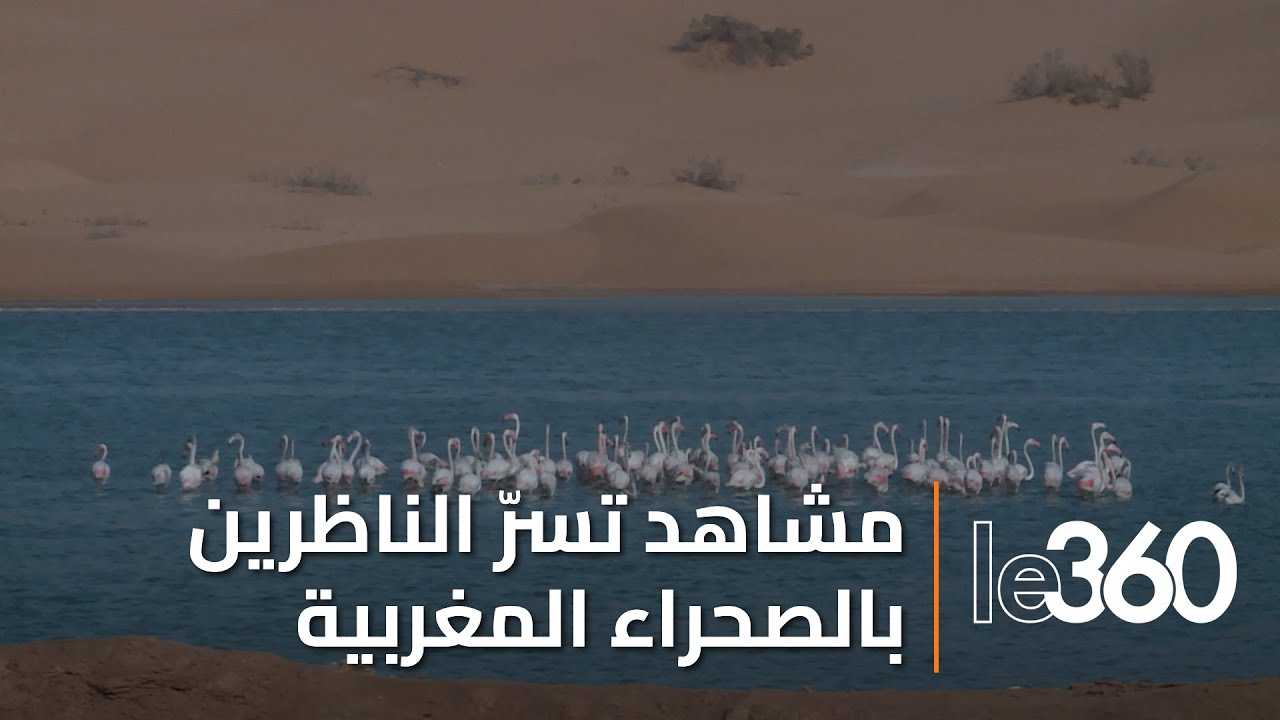 العيون: الطيور المهاجرة تتخذ من وادي الساقية الحمراء ملاذا آمنا خلال فصل الشتاء