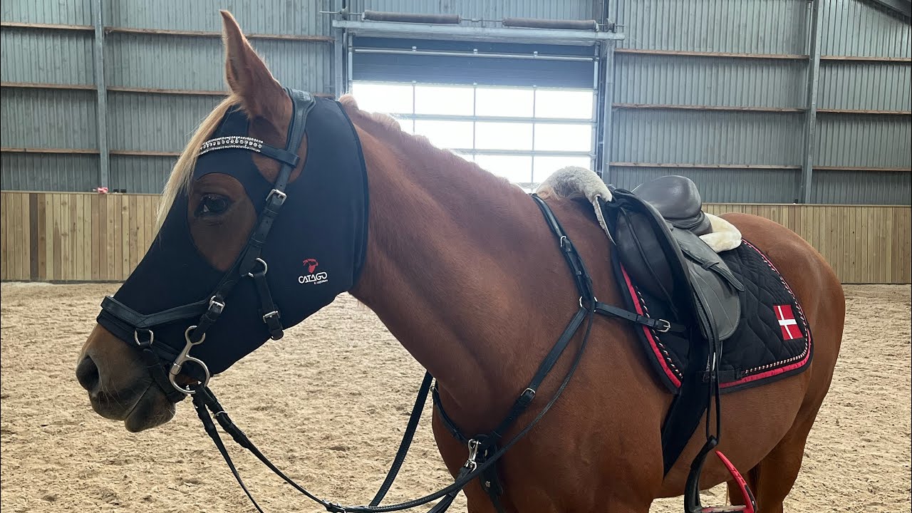 Vlog - “en dag i stalden”