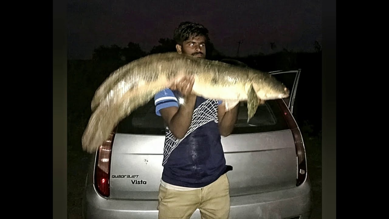 top 10 BIGGEST monster snakehead  catching murrel fish india fishing #mdkhaju