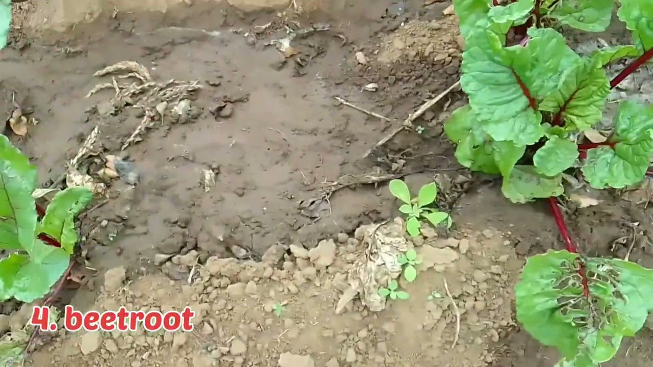 Vegetables not affected by heavy frost//Planted early winter