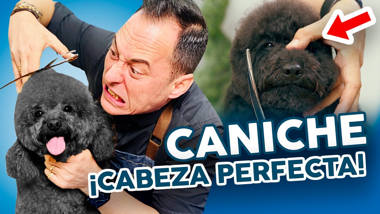 ¡RÁPIDO Y FÁCIL! 🐩 Cómo CORTAR el PELO de la CARA o CABEZA a un CANICHE con tijera
