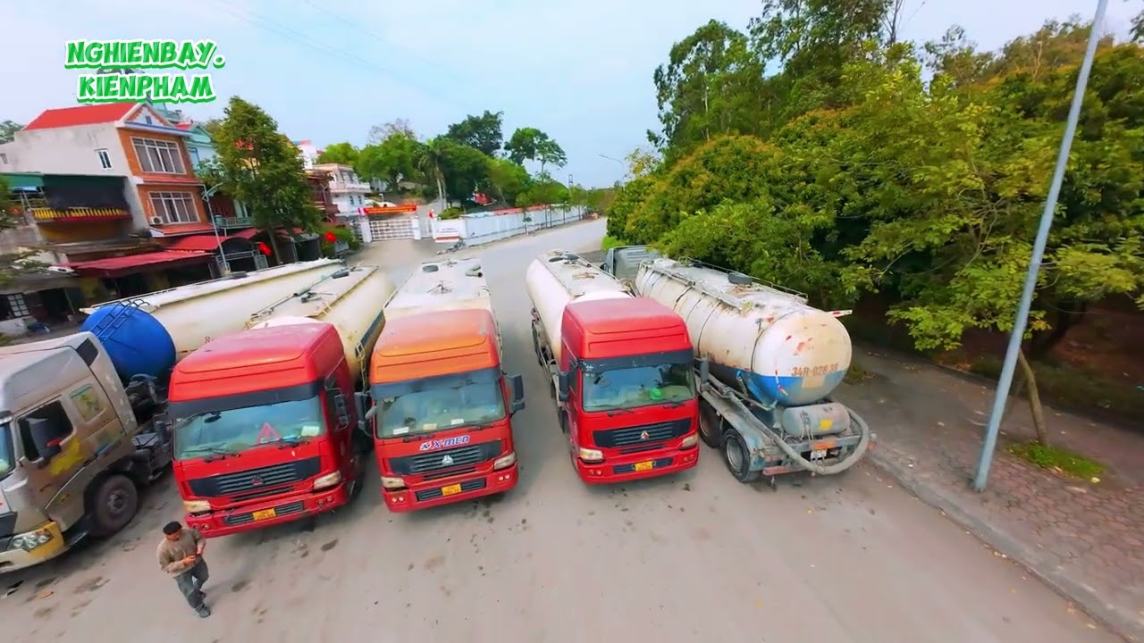 CÂY HOA MỘC MIÊN PHẢ LẠI,CHÍ LINH HẢI DƯƠNG