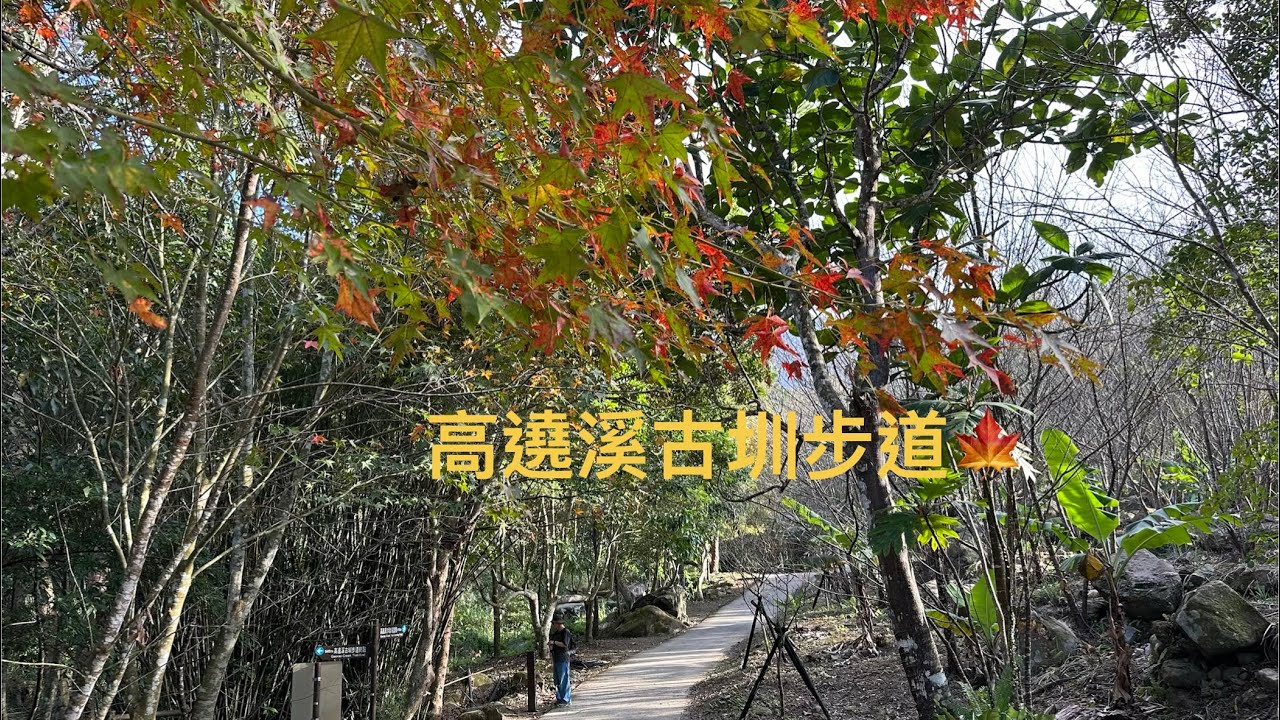 高遶溪古圳步道🍁2025.12.24#桃園 #步道 #楓葉 #溪流 #古道 