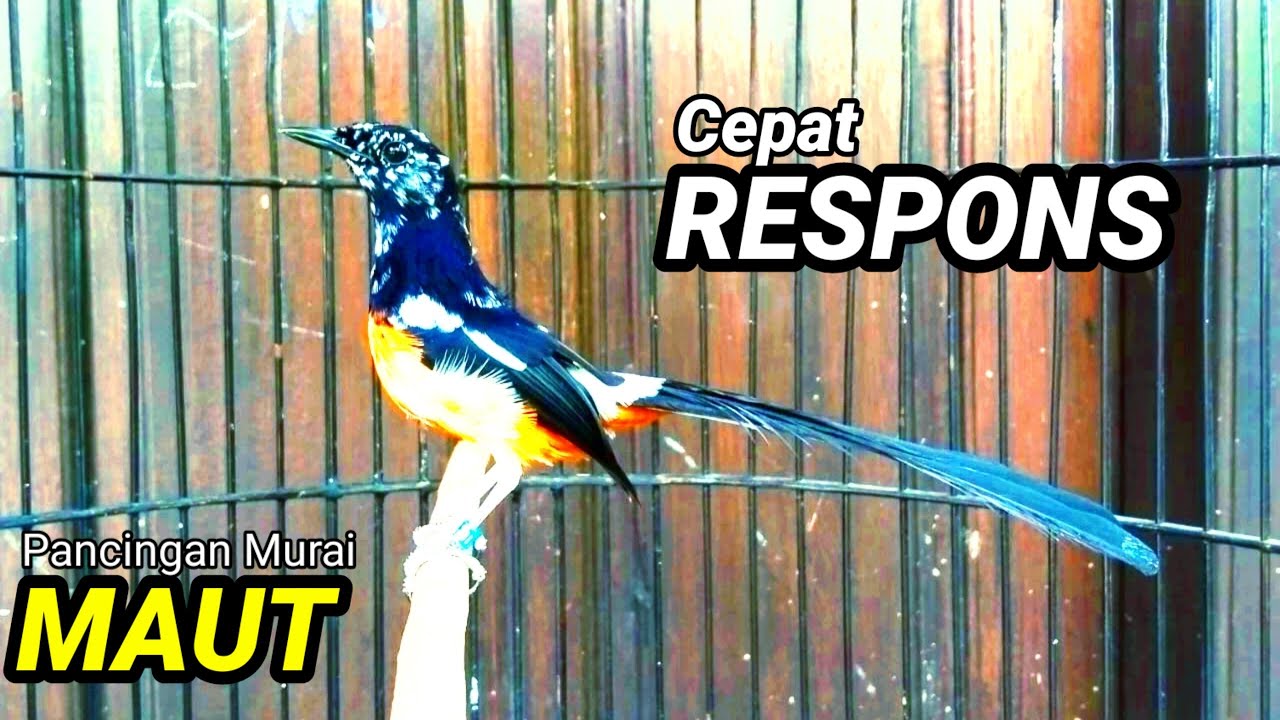 SUARA MURAI BATU TRAH JUARA untuk Pancingan Murai Batu agar BUNYI DAN EMOSI pasti NYAUT