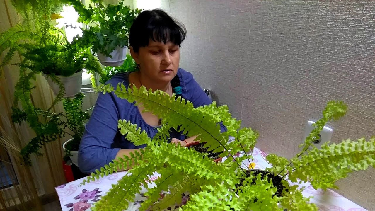 Мои комнатные растения 2021 // Как омолодить 