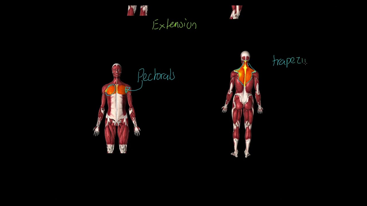 MUSCLES OF THE BODY