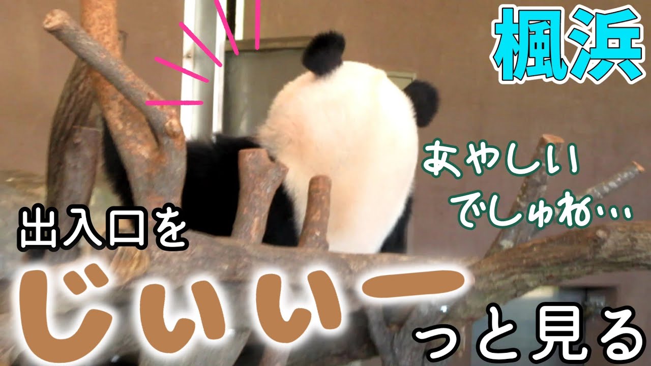 急に開いた扉をあやしむ！？楓浜🍁　飼育員さんに呼ばれてるけどタケノコ2本ペロリでぐーすかぴー結浜🎀