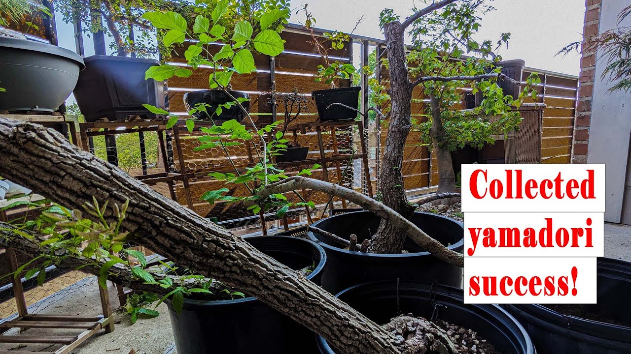Yamadori, how I successfully collected trees for bonsai.