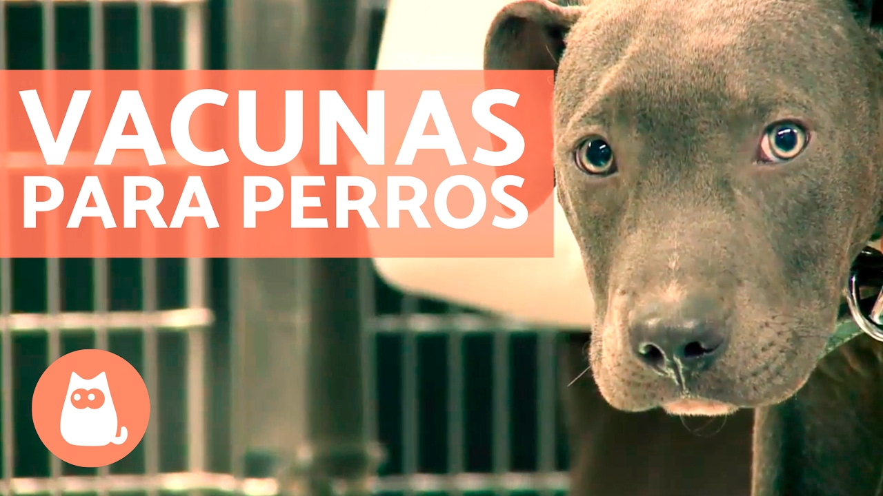 Vacunas para perros cachorros y adultos - CONSEJOS VETERINARIOS