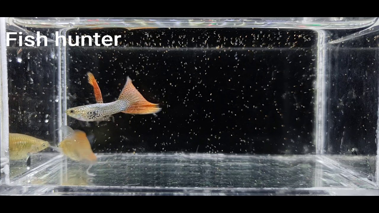 Guppy | Red Lace Ribbon