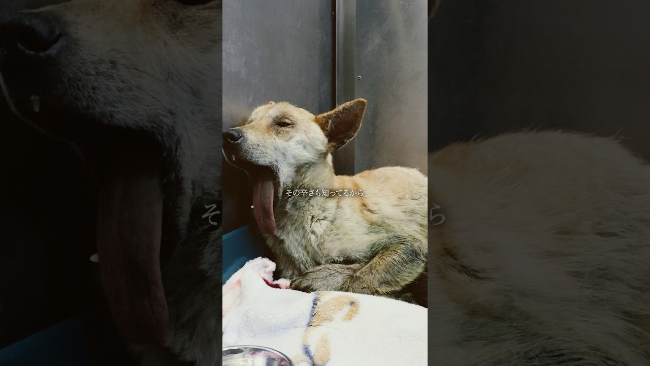 殺処分機の中を見せてもらったら悲しすぎる世界だった