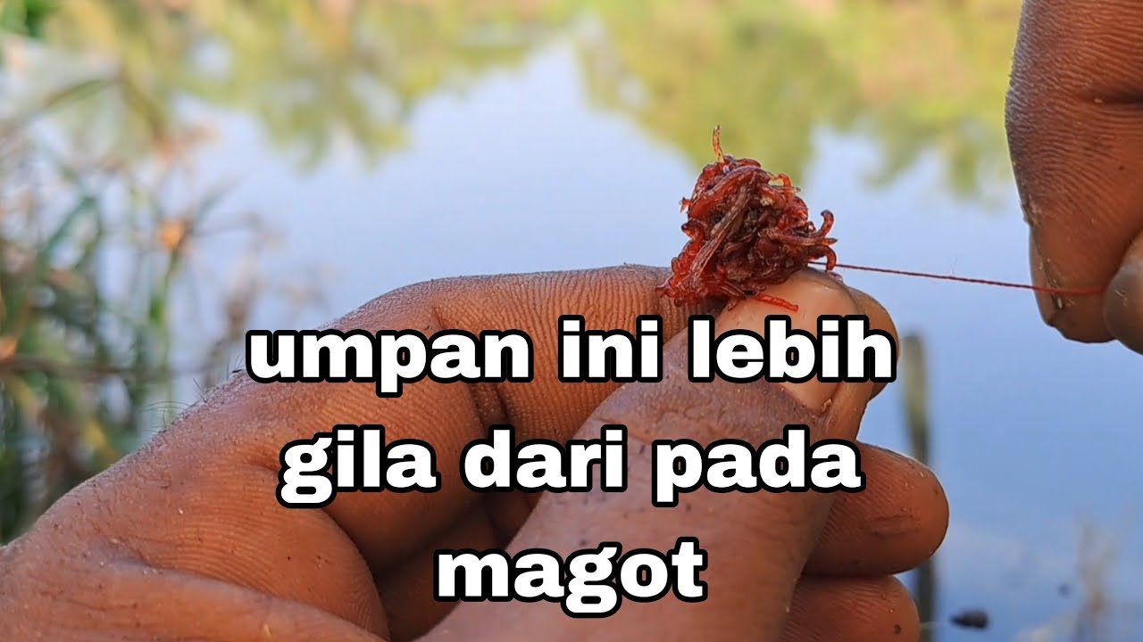 mancing nila umpan cacing darah dan magot