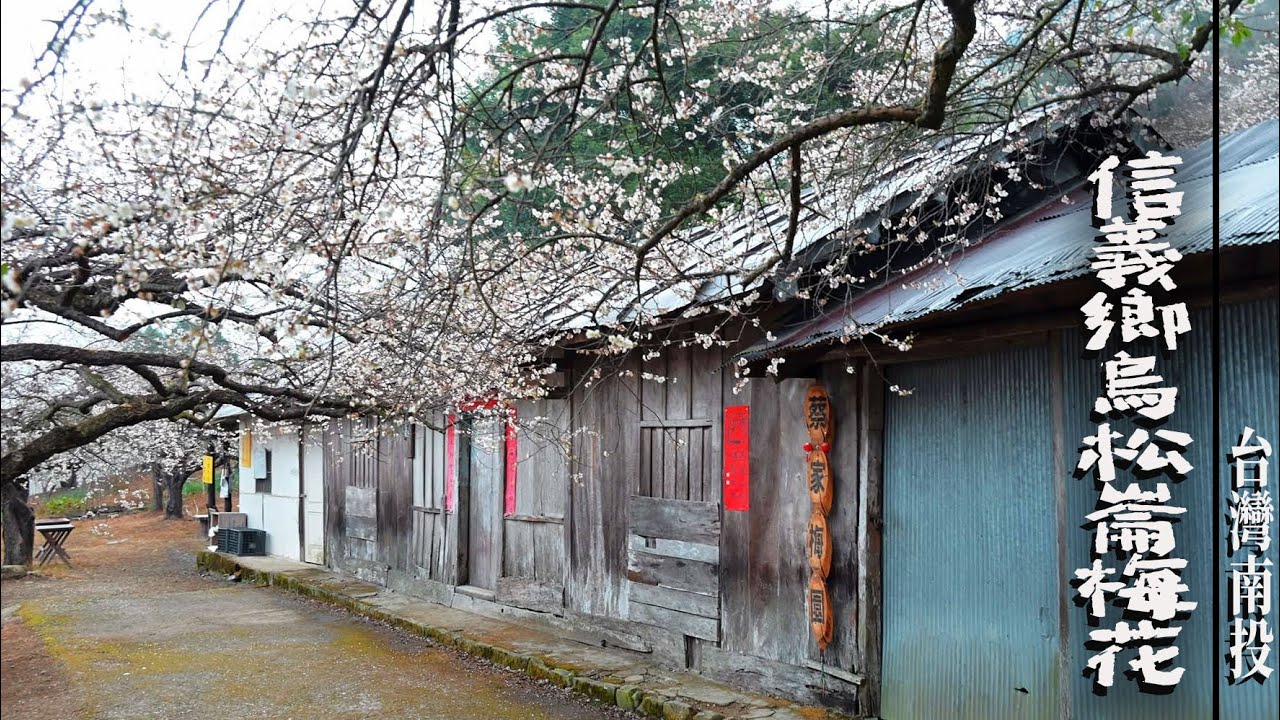 南投信義鄉梅花