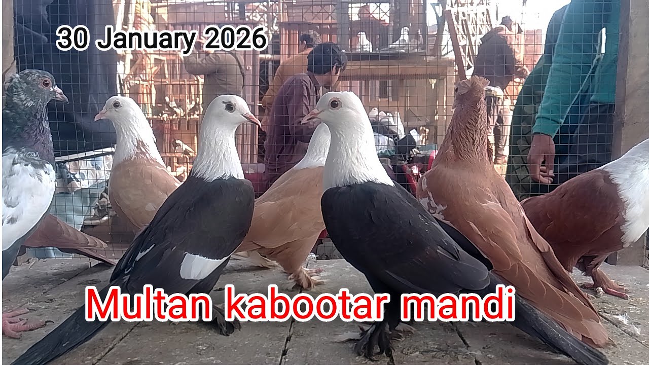 Multan kabutar mandi| Gola kabootar mandi | multan kabootar mandi| Ch Junaid pegions|