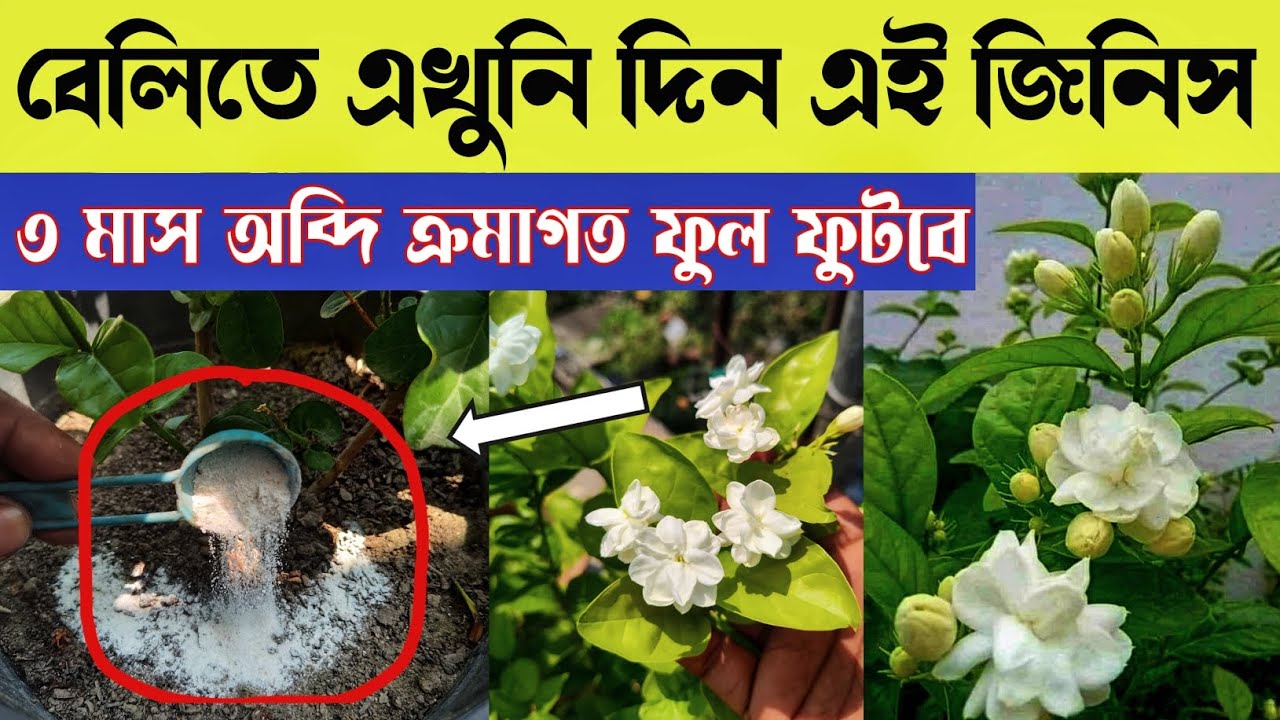মে মাসের শুরুতেই করুন এই কাজ, বেলির হঠাৎ আটকে থাকা গ্রোথ দ্রুত হবে + হাজারো ফুল আসবে