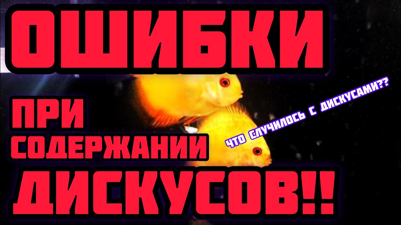 Дискусы! Ошибки при содержании!!