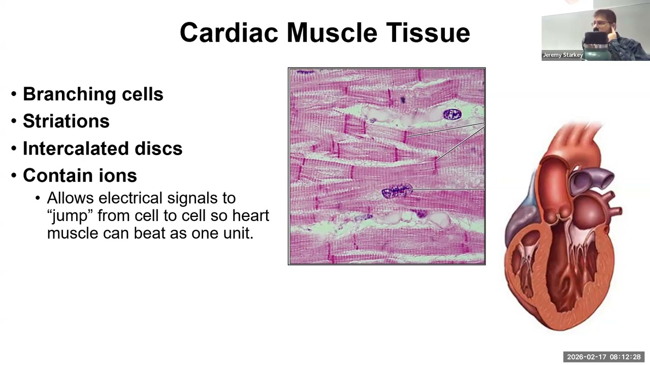 BIOL 2228 Intro to Human A&P Feb. 17th, 2026