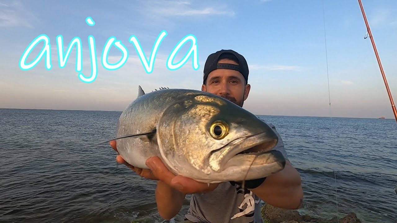 Cómo PESCAR  ANJOVAS💥 Surfcasting al ascensor CON CEBO VIVO
