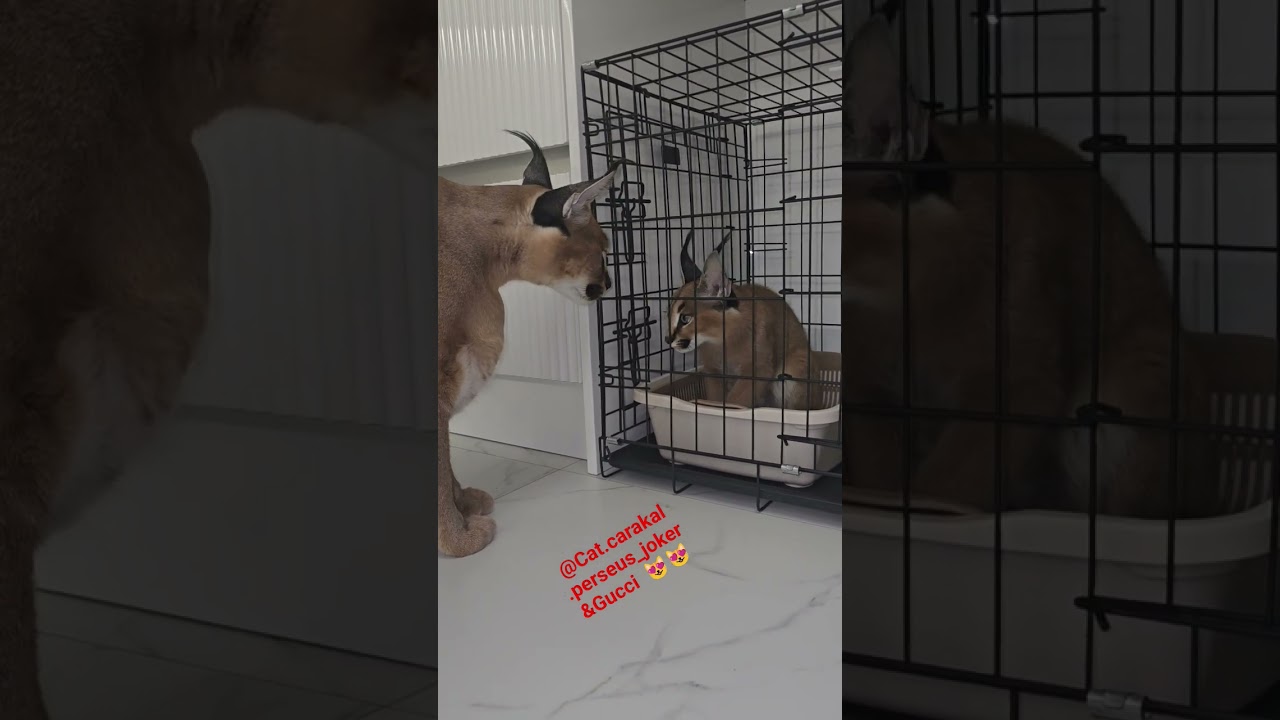 Кто ты,воин?....🤣 #caracal #floppa #cat #персей #веселыекоты #gucci #love #каракал #хищник #кот