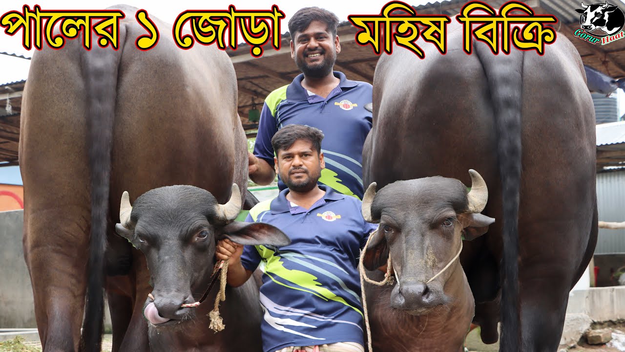 টাকার দরকারে পালের ১ জোড়া মহিষ বিক্রি।গরুর চেয়ে বেশি লাভ মহিষের খামার করে।কৃষি বাজার গরুর হাট।
