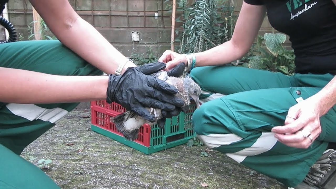 Afl. 5 Kijkje ín de Dierenambulance en een lelijke vogel!