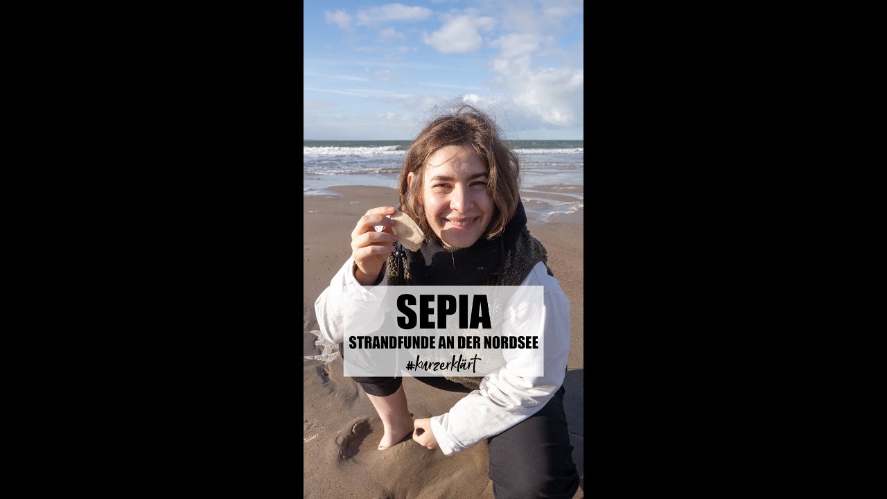 Sepia | Strandfunde an der Nordsee #strand #short